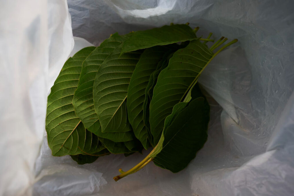 Sachet de feuilles de coca séchées, illustrant pourquoi leur importation est interdite en France et considérée comme un stupéfiant.