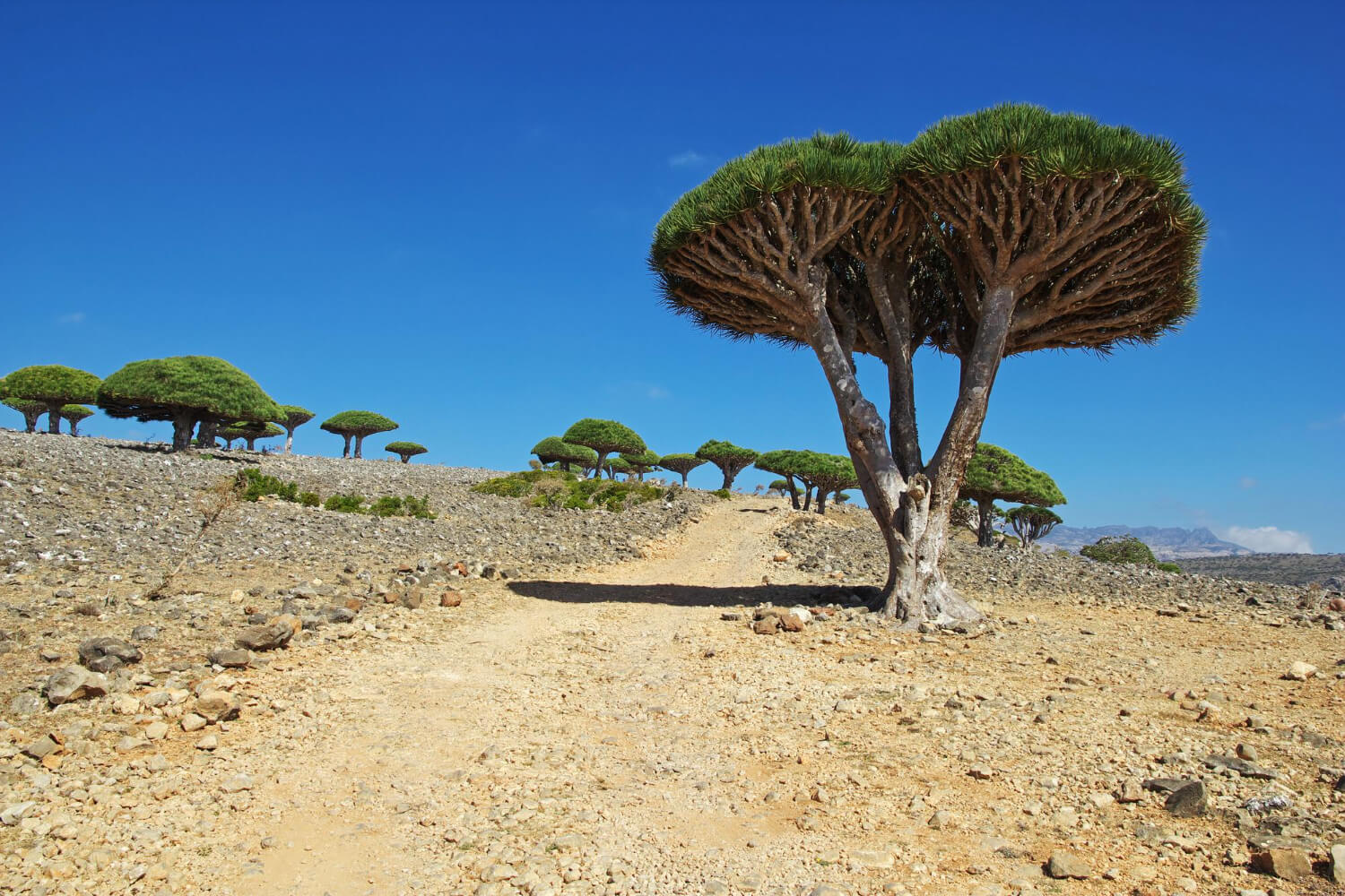 Paysage de l'île de Socotra avec dragonniers et montagnes, destination sûre malgré sa localisation au Yémen