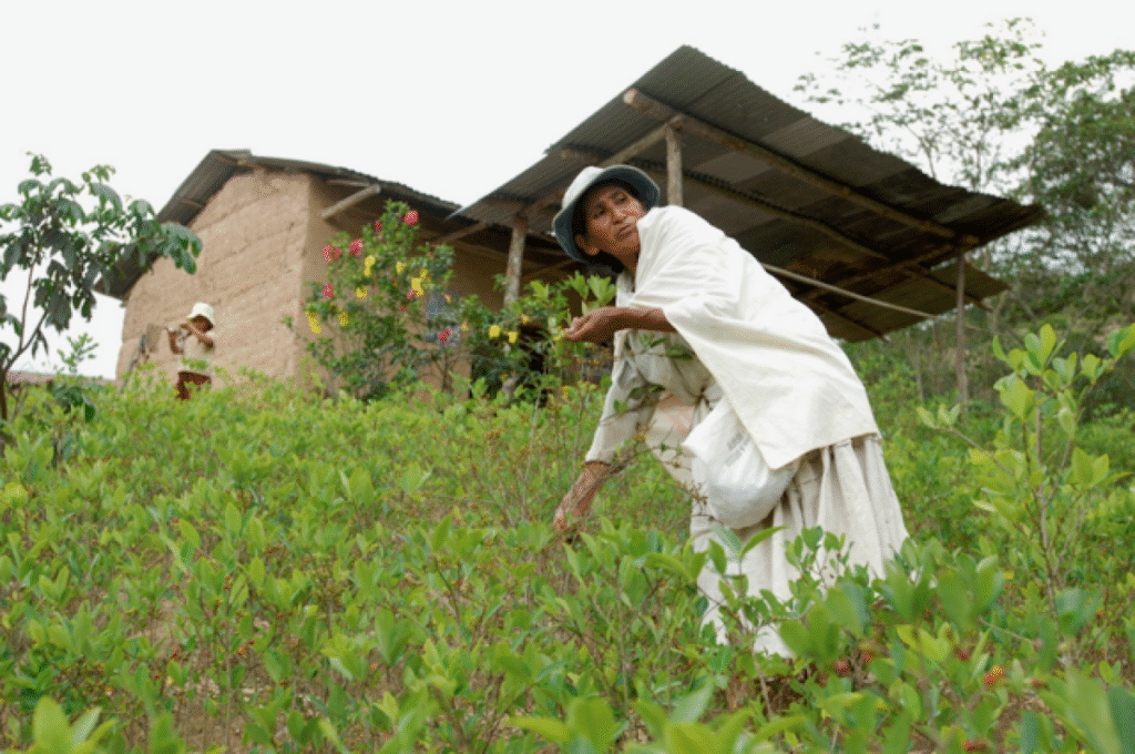 plantation de feuilles de coca