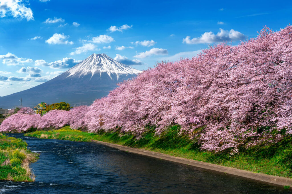 Sakura Japon