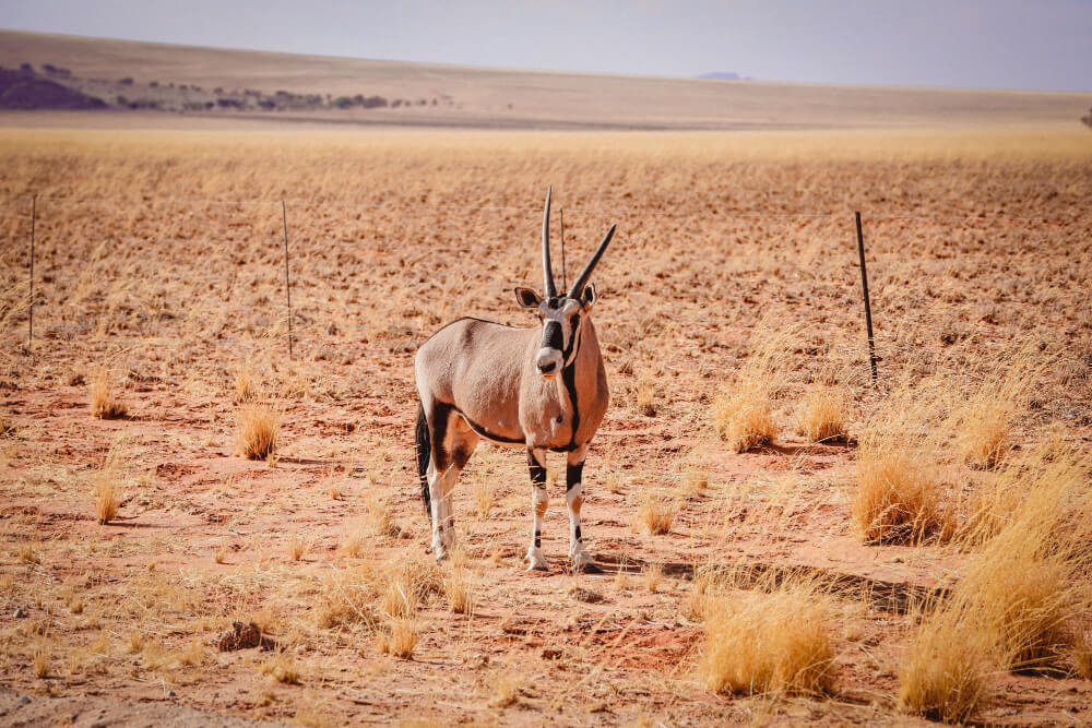 Antilope Gemsbok au milieu du désert en Namibie, Afrique