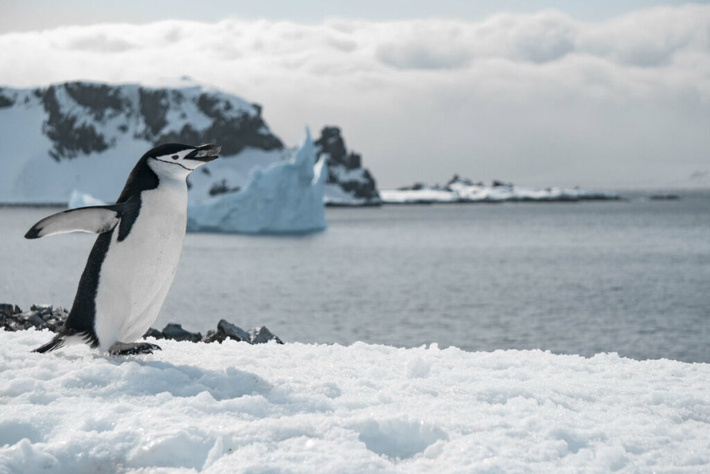 Quelle est la meilleure saison pour une croisière en antarctique ? 3 Des poussins de manchots sur la banquise entourés d'adultes sous le soleil de janvier.