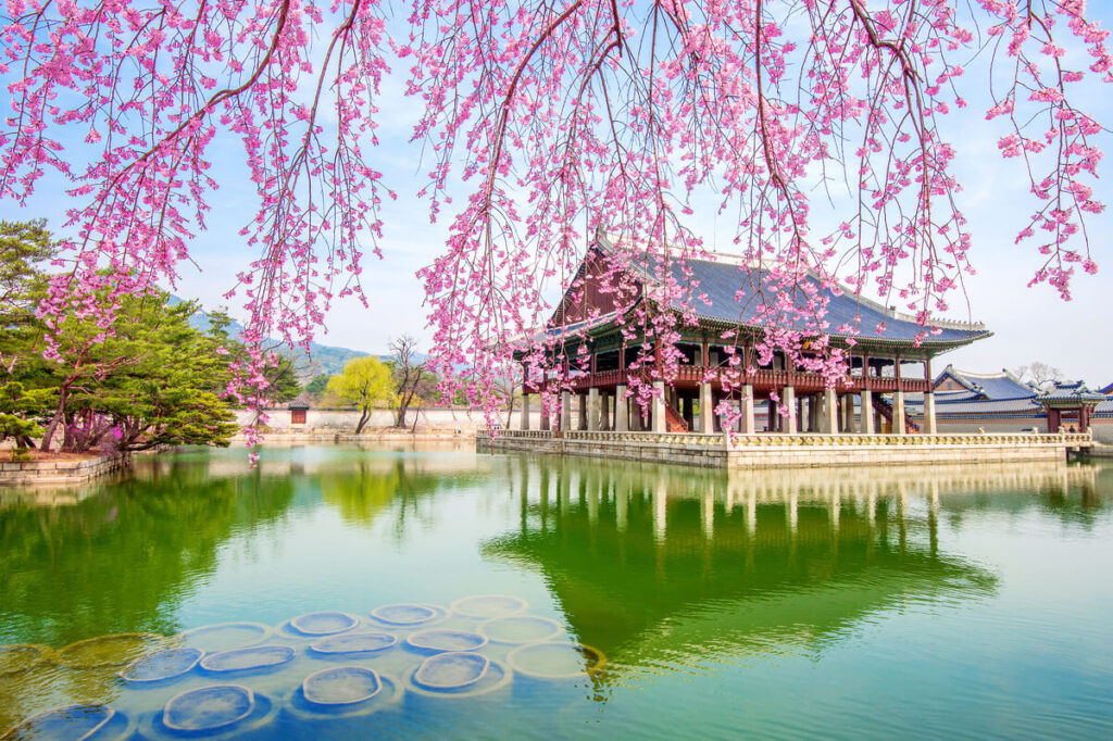 Quand partir à Séoul ? 3 Les allées d'un palais traditionnel à Séoul entourées de cerisiers roses en fleurs au printemps.