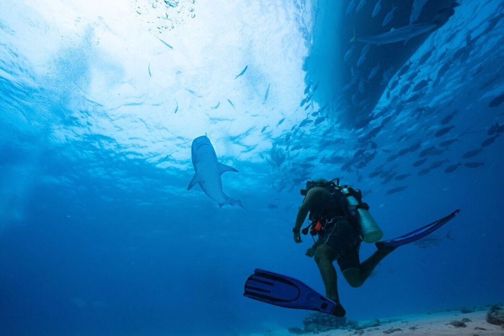 Groupe de plongeurs immobiles sur le fond sableux observant un requin bouledogue évoluer à Playa del Carmen.