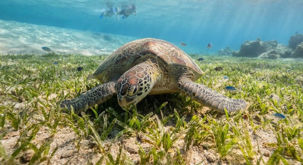 Snorkeling en Égypte : les meilleurs spots selon vos envies 3 Tortue de mer broutant un herbier sous-marin dans la baie d'Abu Dabbab à Marsa Alam.